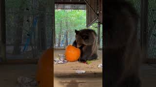 Gilbert Digging Snacks Out of JackOLantern [upl. by Ennirak]