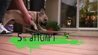 Gizmo the French Bulldog Learns to Skateboard [upl. by Northington]