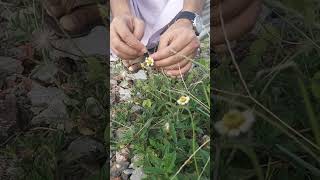 ত্রিধারা  ২  Tridax procumbens  Asteraceae flowers nature [upl. by Truscott]