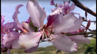 The Orchid Tree Bauhinia variegata [upl. by Anaitsirhc614]