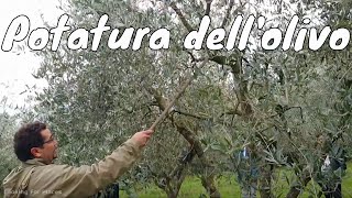 Corso di potatura dellolivo teoria pratica trucchi ed errori da evitare [upl. by Zenda607]