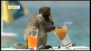 drunk monkeys on carrebian island flv [upl. by Eannyl]