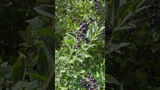 Бірючина звичайна  Ligustrum vulgare  в природі і в озелененні nature [upl. by Amol]