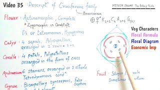 Cruciferae Family  Brassicaceae Family  Floral Formula and Floral Diagram of Cruciferae Family [upl. by Starks122]