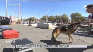 Animaux  lécole des chiens douaniers de La Rochelle [upl. by Noelc]