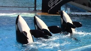 One Ocean Full Show  SeaWorld San Diego  June 23 2014 [upl. by Acissej]