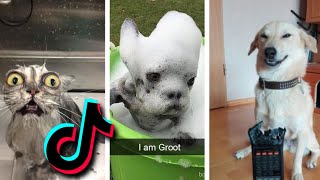 😂 Funniest TIKTOk Dogs and TIKTOK Cats 😹  Try Not To Laugh with TikTok Animals 2020  Pets Keen [upl. by Ahsyekal]