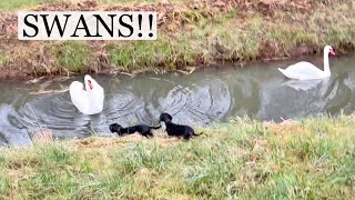 Family Diary Dachshunds get too close to these swans [upl. by Noemys]