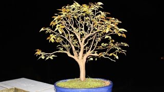 JABUTICABEIRA CUIDADOS  ABC DO BONSAI [upl. by Teodoor]