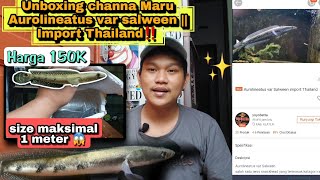 Beli channa maru salween import Thailand  REAL PICT‼️Modal 150k [upl. by Ontine]