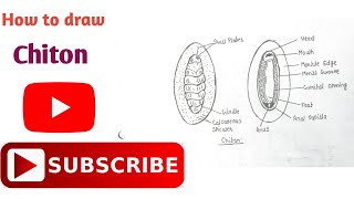 How to draw Chiton Diagram  Phylum Mollusca  Biology Diagram Step by Step  mollusca chiton [upl. by Logan]