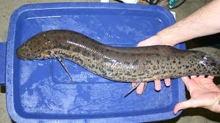 African leopard lungfish  african lungfish aquarium [upl. by Rieth891]