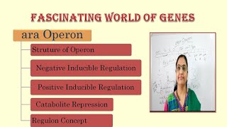 ara operonStructure of OperonNegative RegulationPositive Regulationcatabolite repressionRegulon [upl. by Iror700]
