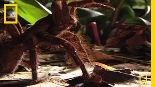 Largest Spider in the World  GIANT Tarantula  National Geographic [upl. by Nywled]