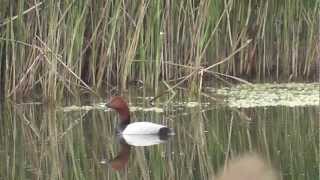 Common Pochard Aythya ferina Tafelente [upl. by Araiek]