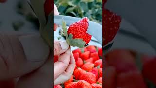 🍓🍓🍓Fragaria strawberry delicious fresh fruit fruitlover fruitcutting shorts fyp satisfying [upl. by Auj]