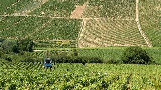 Chablis France • Private Wine Tasting and Tour of Chablis [upl. by Aneehsirk]