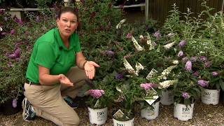 Pugster buddleia has beautiful flowers compact size [upl. by Kopple]