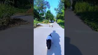 Unbelievable skateboarding skills of an adorable dog shorts [upl. by Retluoc]