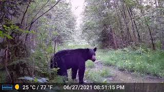 Trail Camera in Northern Alberta  Bears Beets Battlestar Galactica [upl. by Irma]