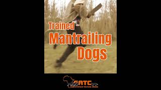 Trained Mantrailing Dogs For Sale [upl. by Nitsyrk327]