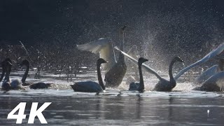 b40101 큰고니의 부름과 춤 4K Whooper swan call and dance [upl. by Him]