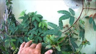 Morivivi Plant Mimosa pudica Plant in Puerto Rico [upl. by Curtice]