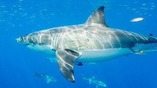 Swimmer dies in Sydneys first fatal shark attack in almost 60 years [upl. by Feinstein504]