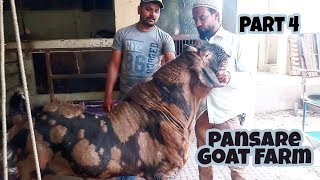 big sirohi goat Pansare goat farm part 4 [upl. by Wales675]