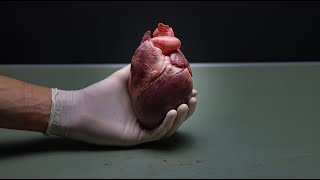 Dissection of the Heart An Introduction [upl. by Lil]