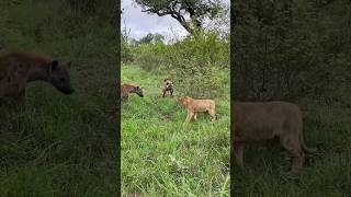 lion vs Hyena wildlife photographer animal wildlife [upl. by Helbonnah]