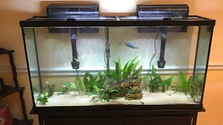 PetSmart marineland 60 gallon fish tank review [upl. by Werner]