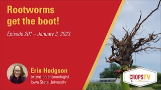 Rootworms get the boot [upl. by Yhotmit]