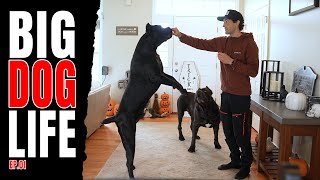 BIG Dog Life Ep 01 canecorso dog dogtraining [upl. by Christyna]