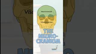 Bones of the Neurocranium anatomy education [upl. by Dylana150]