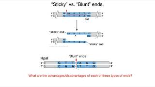 Restriction Enzymes and Ligase [upl. by Myrtia]