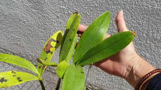 EPIDENDRUM STAMFORDIANUM  How to care culture amp fungus blemishes on leaves ninjaorchids [upl. by Katinka]