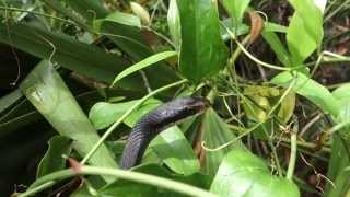 Black Racer Snake Eats Tree Frog [upl. by Ardelle]