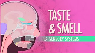 Taste amp Smell Crash Course Anatomy amp Physiology 16 [upl. by Cory]