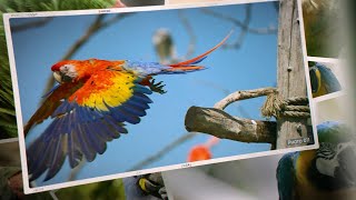 Les oiseaux en couleurs  The colorful birds [upl. by Ysle93]