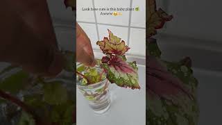 Propagating a Begonia Rex plant from leaf cuttings plants begonia propagation plantlover [upl. by Ademla]