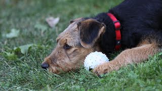 Training Airedale Terriers for Search and Rescue Missions [upl. by Eedia]