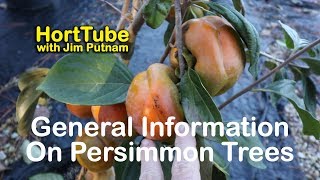 How to grow Fuyu Persimmons  Also Details on Native Persimmons [upl. by Nerahs]