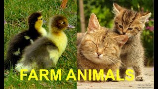 FOR KIDS Baby animals on the farm with their natural sounds  cute foals chicks calfs piglets [upl. by Aihsercal]