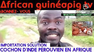 importation du cochon dInde du Pérou en Afrique commerce pratique et rentable [upl. by Atteniuq]