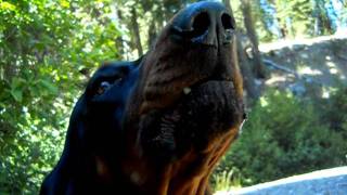 Coonhound howling [upl. by Nawj396]