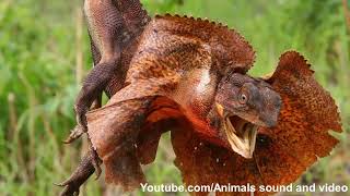 Frilled neck lizard sound and video [upl. by Aratahc]