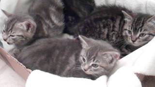 Hissing kittens sound like SNAKES Cutest feral kittens [upl. by Sly]