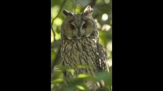 Asio otus Longeared owl 6 Winter call of male [upl. by Payne]