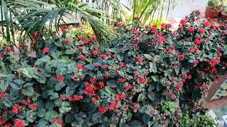 How to take care of clerodendrum splendens creeperPLANTS AND PLANET [upl. by Gareri]